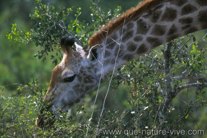 Girafe se nourrissant 3